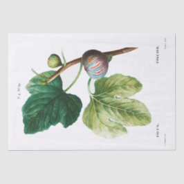 ティッシュペーパー:ピエール・ジョゼフ・レドゥテ：フィギュア 薄葉紙