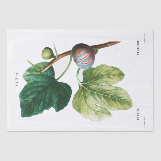 ティッシュペーパー:ピエール・ジョゼフ・レドゥテ：フィギュア 薄葉紙 (正面)