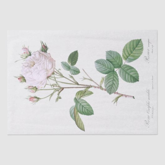 ティッシュペーパー:ピエール・ジョゼフ・レドゥテ：白バラ 薄葉紙 (正面)
