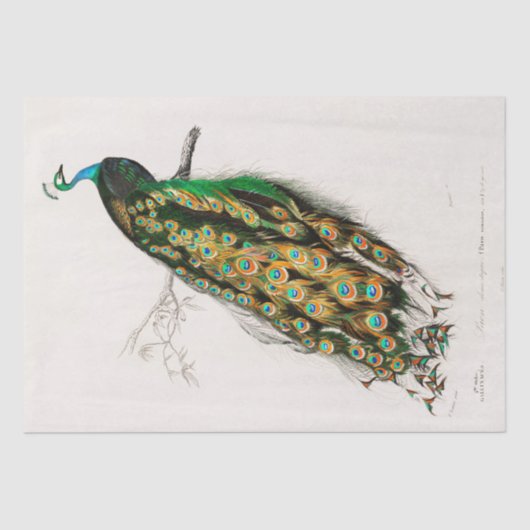 ティッシュペーパー:ヴィンテージインディアン孔雀チャート 薄葉紙 (正面)