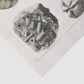 ティッシュペーパー:ヴィンテージ化石チャート： GOLDSMITH 薄葉紙 (詳細)