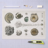 ティッシュペーパー:ヴィンテージ化石チャート： GOLDSMITH 薄葉紙 (クラフト)