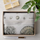 ティッシュペーパー:ヴィンテージ化石チャート： GOLDSMITH 薄葉紙 (ギフト)