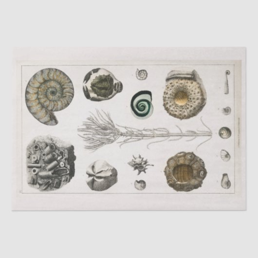 ティッシュペーパー:ヴィンテージ化石チャート： GOLDSMITH 薄葉紙 (正面)