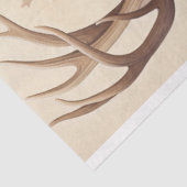 ティッシュペーパー 薄葉紙 (詳細)