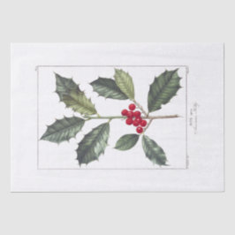 ティッシュペーパー: PIERRE'JOSEPH REDOUE : HOLLY 薄葉紙