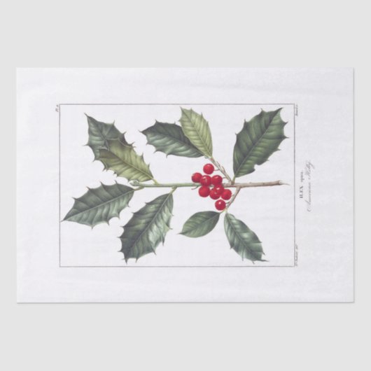 ティッシュペーパー: PIERRE'JOSEPH REDOUE : HOLLY 薄葉紙 (正面)