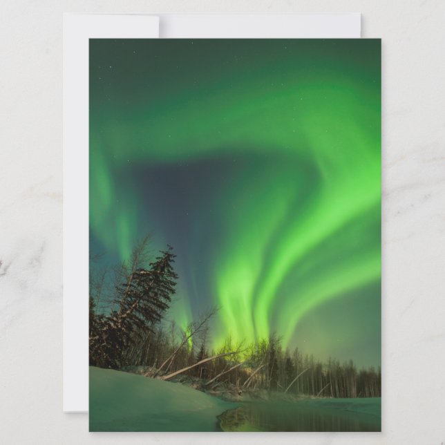 ティッピングスプルースオーロラ (正面)