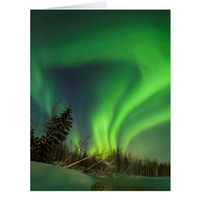 ティッピングスプルースオーロラ (正面)