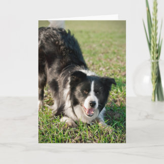 ティノ縁どザ・コリー準備遊済み カード