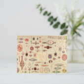 「ティファニーカタログ」からのジュエリー, 1890 ポストカード (スタンド正面)