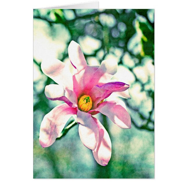 ティファニーマグノリア (正面)