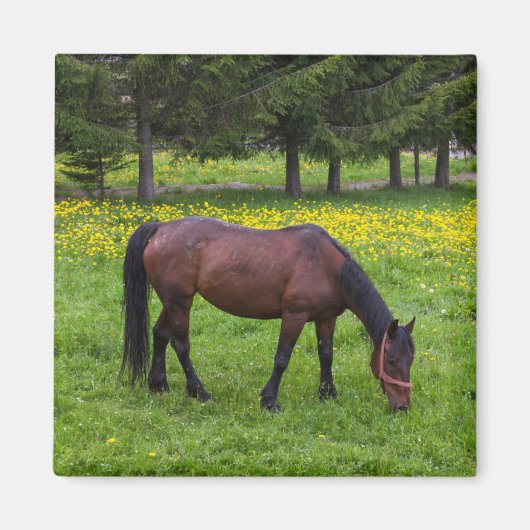 ティフタ峠、放牧中の馬 マグネット (正面)