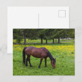 ティフタ峠、馬の牧草地 ポストカード (正面/裏面)