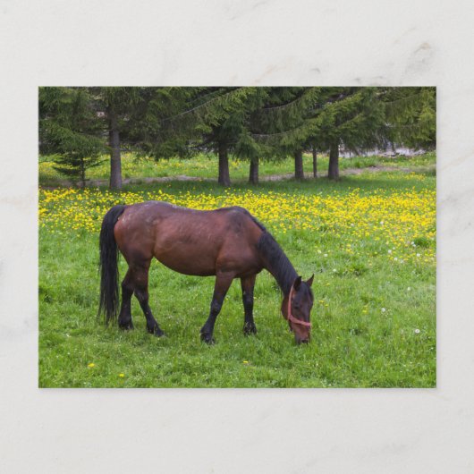 ティフタ峠、馬の牧草地 ポストカード (正面)