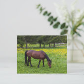 ティフタ峠、馬の牧草地 ポストカード (スタンド正面)