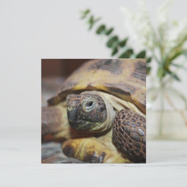 ティブス (スタンド正面)