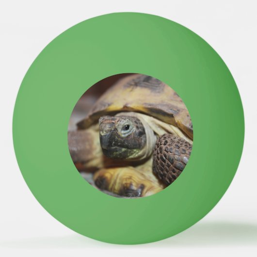 ティブス 卓球ボール (正面)