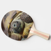 ティブス 卓球ラケット (横)