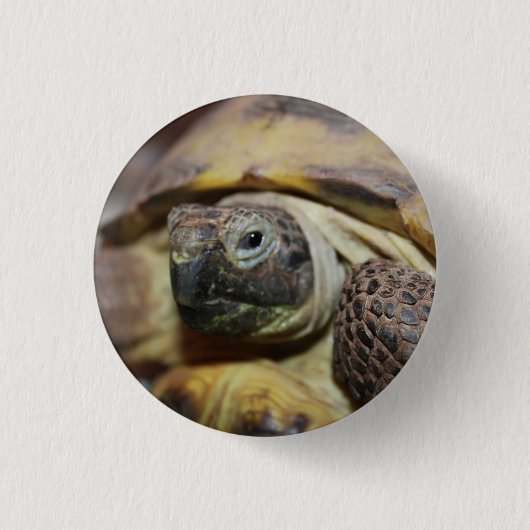 ティブス 缶バッジ (正面)