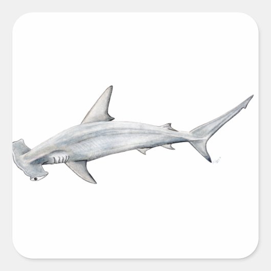 ティブロンmartilo – ハンマーヘッドシャーク スクエアシール (正面)