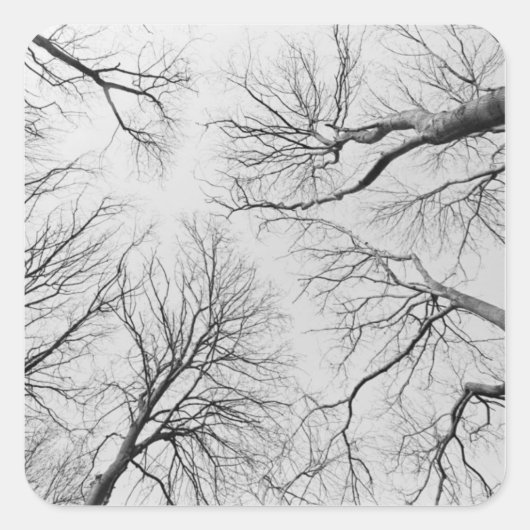 ティプバルの木の葉のない木 スクエアシール (正面)