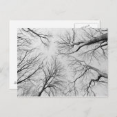 ティプバルの木の葉のない木 ポストカード (正面/裏面)