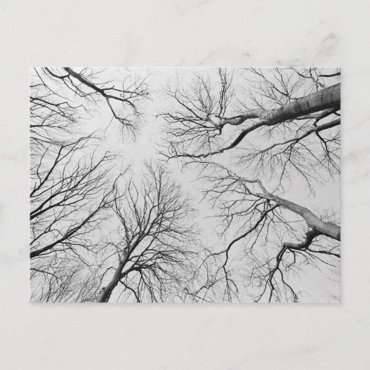 ティプバルの木の葉のない木 ポストカード (正面)