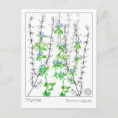 ティムハーブマテリアメディカカードハーブ勉強 ポストカード (正面)