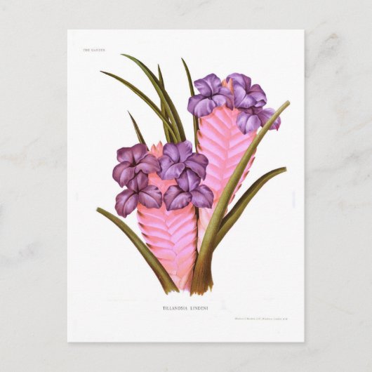 ティランジアリンデニ ポストカード (正面)