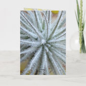 ティランドシア カード (裏面)