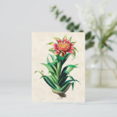 ティランドリアヴィンテージ植物学 ポストカード (スタンド正面)