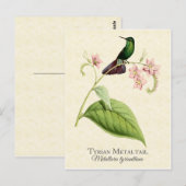 ティリアンメタルテールハミングバードヴィンテージアート ポストカード (正面/裏面)