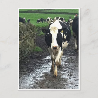 ティルザフシズホ来ーム ポストカード