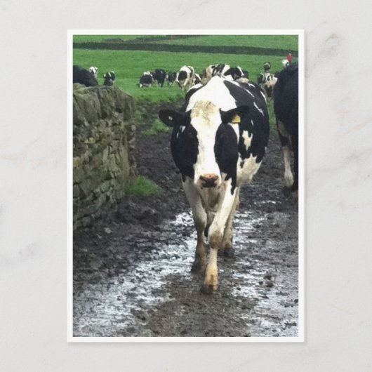 ティルザフシズホ来ーム ポストカード (正面)