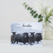 ティレスタ国立公園スウェーデンの羊 ポストカード (スタンド正面)