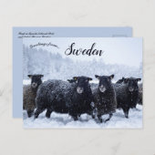 ティレスタ国立公園スウェーデンの羊 ポストカード (正面/裏面)