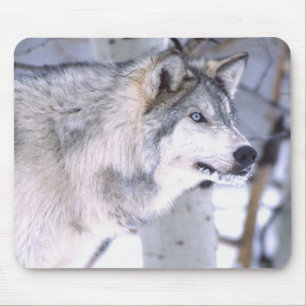 ティンバーウルフ, Canis lupus, 映画の動物 (ユタ州) マウスパッド