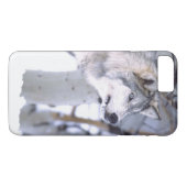 ティンバーウルフ, Canis lupus, 映画の動物 ユタ州) Case-Mate iPhoneケース (裏面(横))