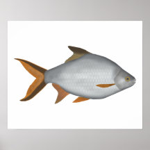 ティンフォイルバーブ