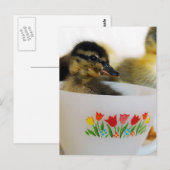 ティーカップで鴨を食べる ポストカード (正面/裏面)