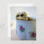 ティーカップに入った雛 シーズンポストカード (正面/裏面)