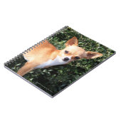 ティーカップのチワワの子犬 ノートブック (左側)