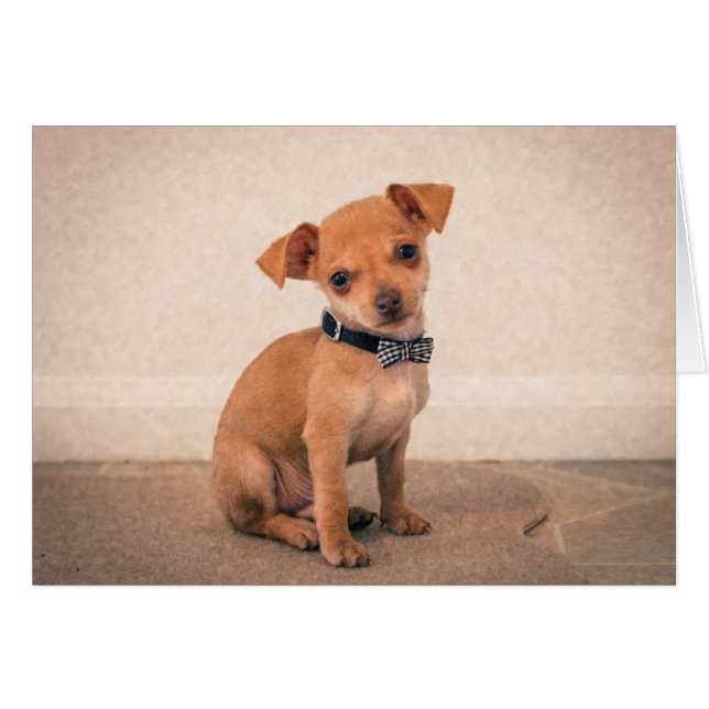 ティーカップの子犬 (正面横)