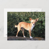 ティーカップチワホアパピー ポストカード (正面/裏面)