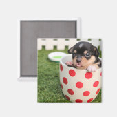 ティーカップチワホアパピー マグネット (正面/裏面)