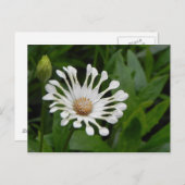 ティーカップデイジーポストカード ポストカード (正面/裏面)