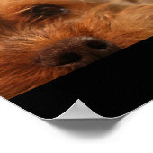 ティーカップヨークシャープピー ポスター (角)