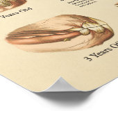 ティース・チャートに示された馬の年齢 ポスター (角)