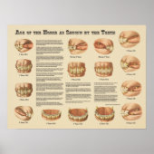 ティース・チャートに示された馬の年齢 ポスター (正面)